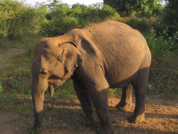 Sri Lanka: Flucht aus Colombo über die Berge zu den Elefanten